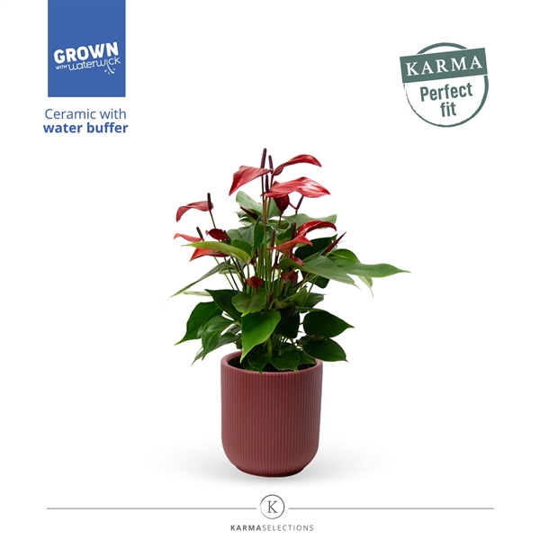 <h4>Anthurium - Karma Lava | Atlanta Burgundy | Perfect fit</h4>