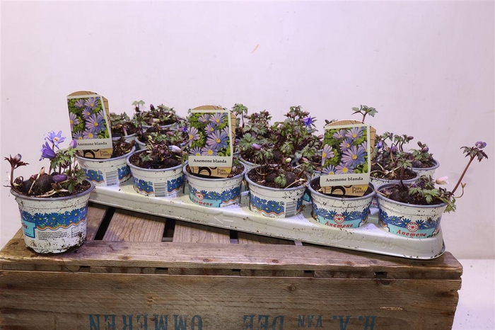 <h4>Anem Bl Blue Shades</h4>