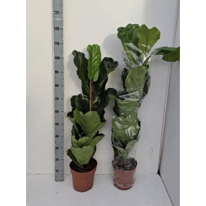 FICUS LYRATA