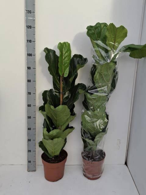 <h4>FICUS LYRATA</h4>