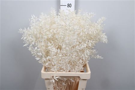 <h4>Ruscus Bleached White P Bos</h4>