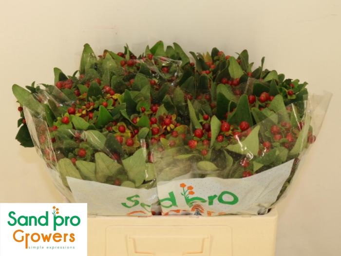 <h4>HYP MAG SEASONS</h4>