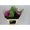 Curcuma Siam Shadow