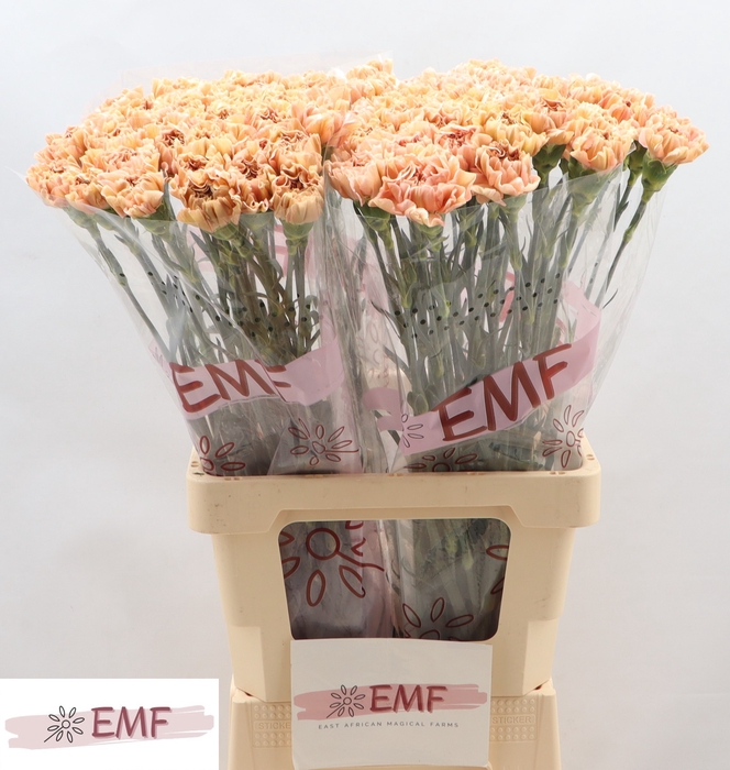 <h4>DI ST SAONA+</h4>