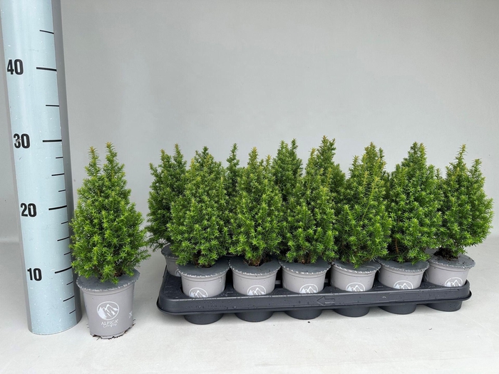 <h4>Chamaecyparis thyoides Alpica</h4>
