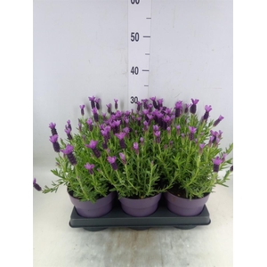 Lavandula stoec. 'Anouk'