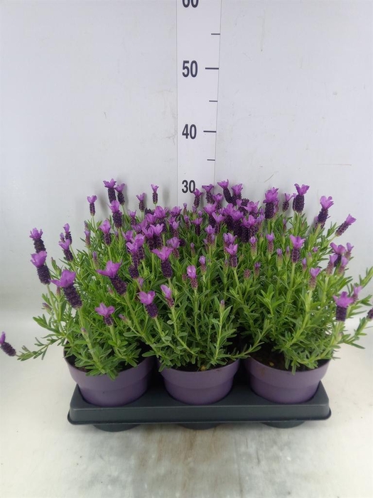 <h4>Lavandula stoec. 'Anouk'</h4>