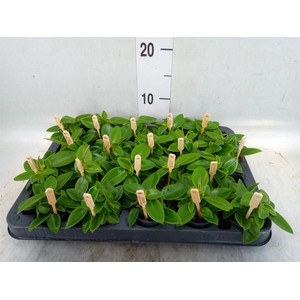 Peperomia pros. 'Pixie'