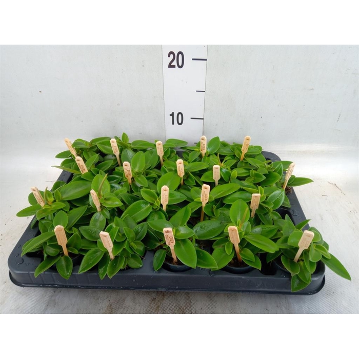 <h4>Peperomia pros. 'Pixie'</h4>
