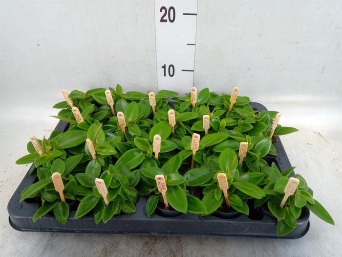 <h4>Peperomia pros. 'Pixie'</h4>