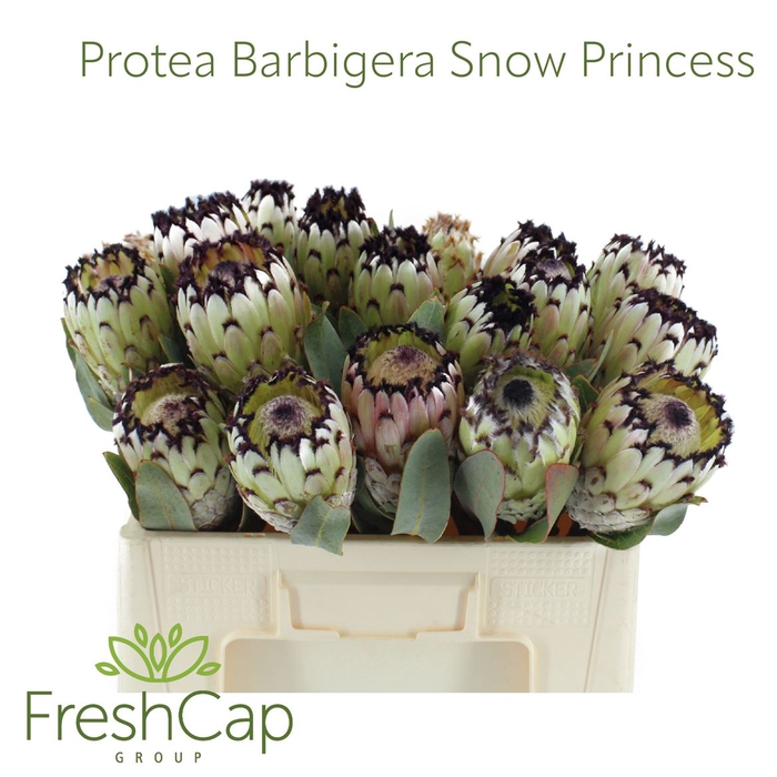 <h4>Protea Barbigera Snow Princess</h4>