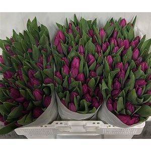 Tu En Pink Ardour