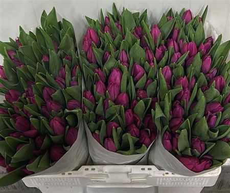 <h4>Tu En Pink Ardour</h4>