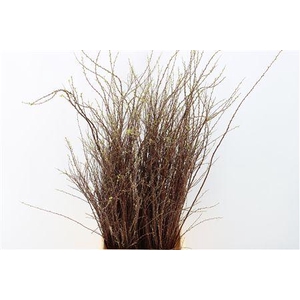 Spiraea Nip Snowmountain 90cm P Bun