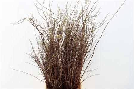 <h4>Spiraea Nip Snowmountain 90cm P Bun</h4>