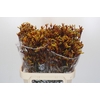 Anigozanthos Gold Fever