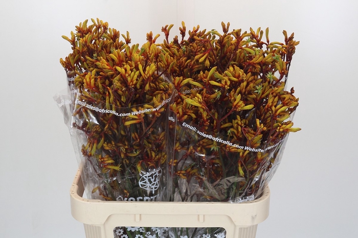 <h4>Anigozanthos Gold Fever</h4>