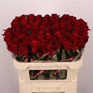 R Gr Ever Red Extra Mlima