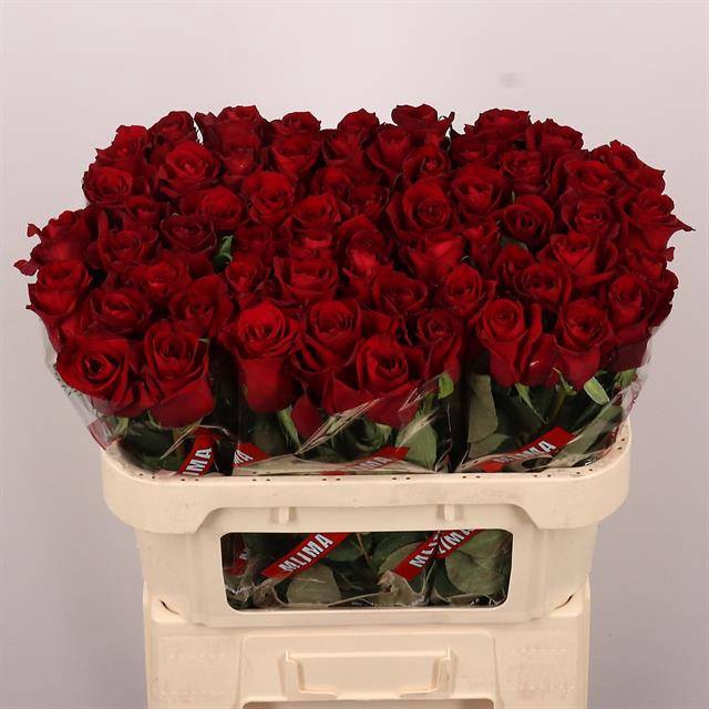 <h4>R Gr Ever Red Extra Mlima</h4>