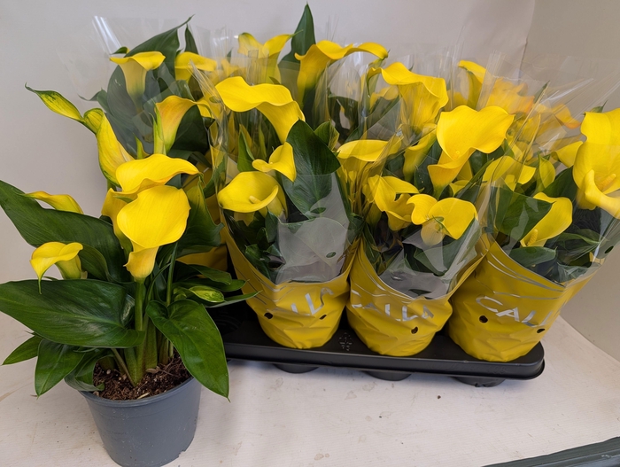 <h4>ZANT SUNCLUB</h4>