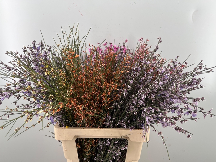 <h4>GENISTA KLB BS H%</h4>