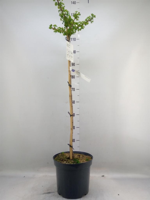 <h4>Ginkgo biloba   ...</h4>