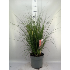 Pennisetum alopec. 'Hameln'