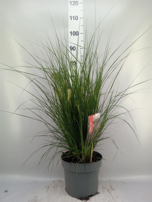 <h4>Pennisetum alopec. 'Hameln'</h4>