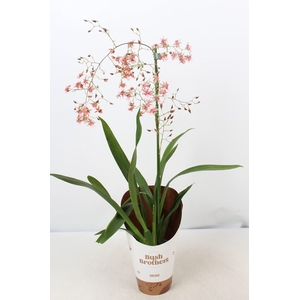 ONCIDIUM OV
