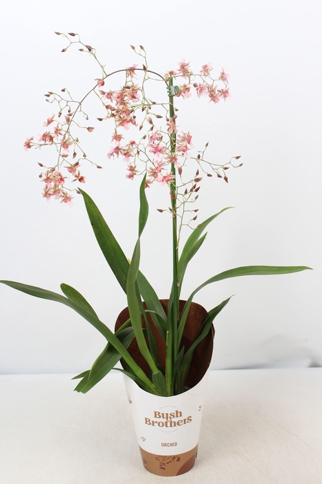 Oncidium Rosy Sunset 1 tak 12 cm
