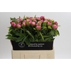 Paeonia Early Flamingo