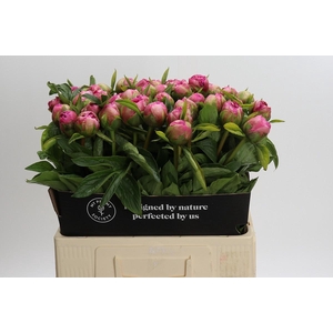 Paeonia Early Flamingo