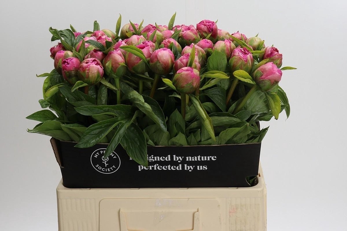 <h4>Paeonia Early Flamingo</h4>