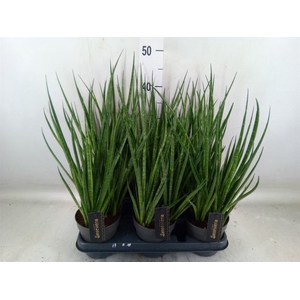 Sansevieria cyl.  ...