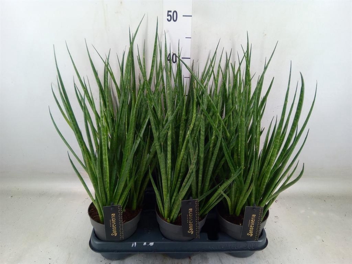 <h4>Sansevieria cyl.  ...</h4>