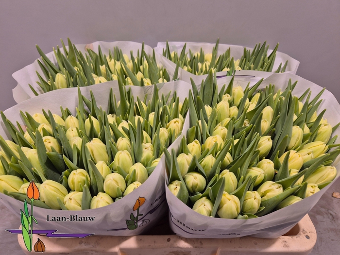 <h4>TU DU VERONA</h4>