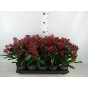 Skimmia jap. 'Rubella'