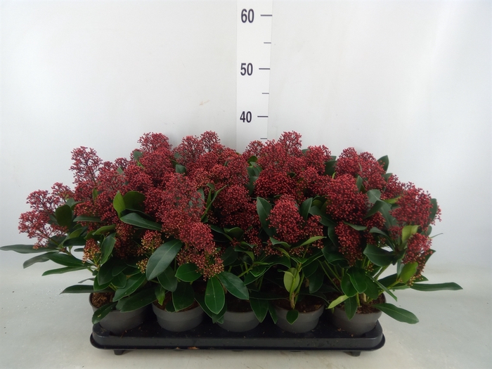 <h4>Skimmia jap. 'Rubella'</h4>