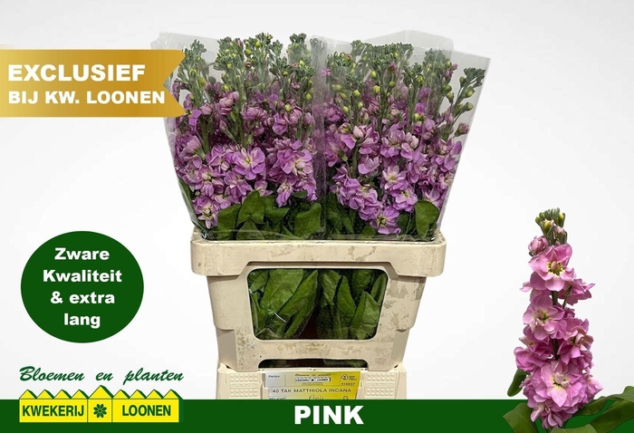 <h4>MATTH MILLA PINK</h4>