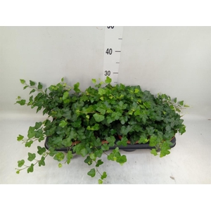 Hedera helix 'Wonder'