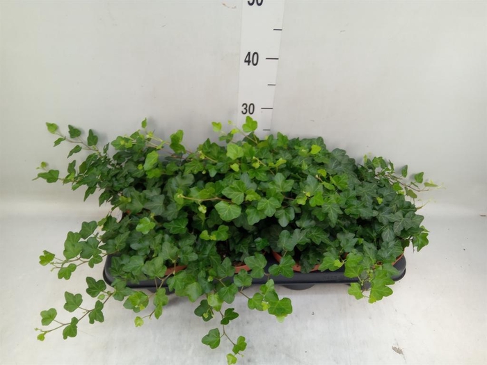 <h4>Hedera helix 'Wonder'</h4>