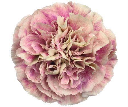 <h4>Di St Antigua BD</h4>