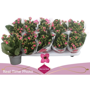 KAL EN BEL ROSA PINK