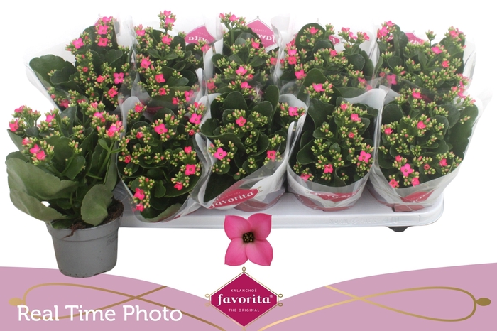 <h4>KAL EN BEL ROSA PINK</h4>