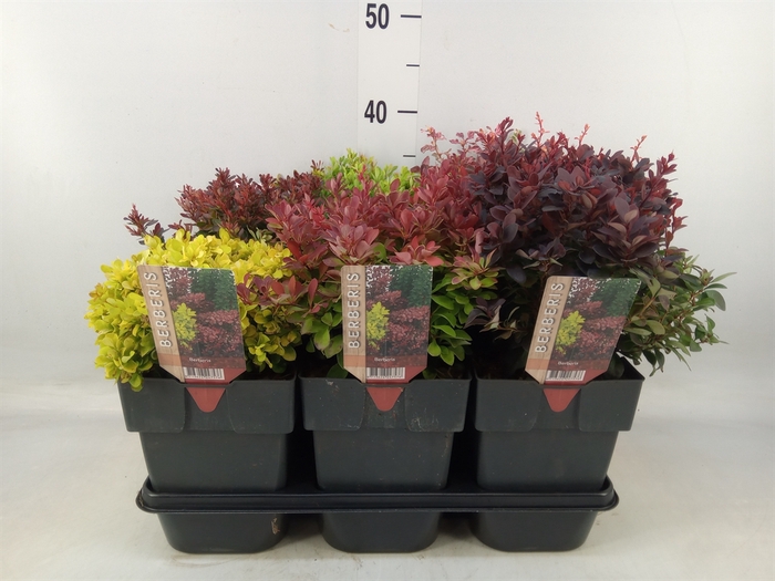 <h4>Berberis thunbergii</h4>