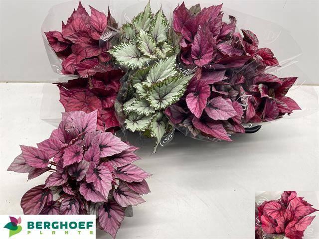 <h4>BEG BEL GEM</h4>