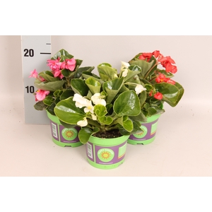 Begonia semp. Divers