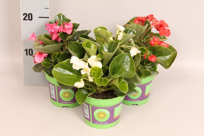 <h4>Begonia semp. divers</h4>