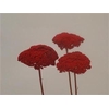 Dried achillea paint red