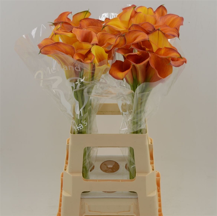 <h4>Calla Odeon</h4>